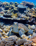 World's Best Dive Sites Quick-Dry Towel